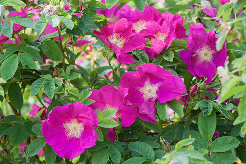 'Maiden's Blush'